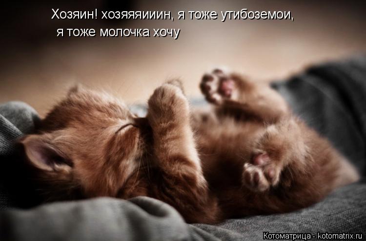 Хозяин! хозяяяииин, я тоже утибоземои, я тоже молочка хочу... Котоматрица: Хозяин! хозяяяииин, я тоже утибоземои, я тоже молочка хочу