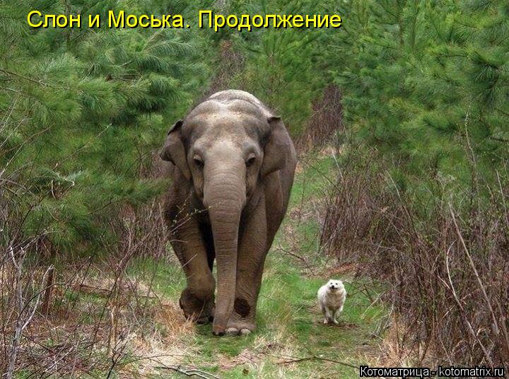 Слон и Моська. Продолжение... Котоматрица: Слон и Моська. Продолжение