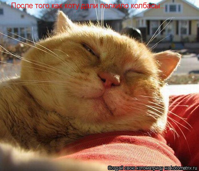 Котоматрица: После того как коту дали полкило колбасы...