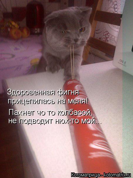 прицепилась на меня! Здоровенная фигня Пахнет чо то колбасой, не подводит нюх-то мой...... Котоматрица: прицепилась на меня! Здоровенная фигня Пахнет чо то колбасой, не подводит нюх-то мой...