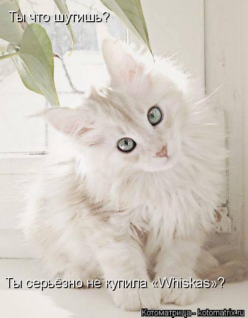 Котоматрица: Ты что шутишь?  Ты серьёзно не купила «Whiskas»?
