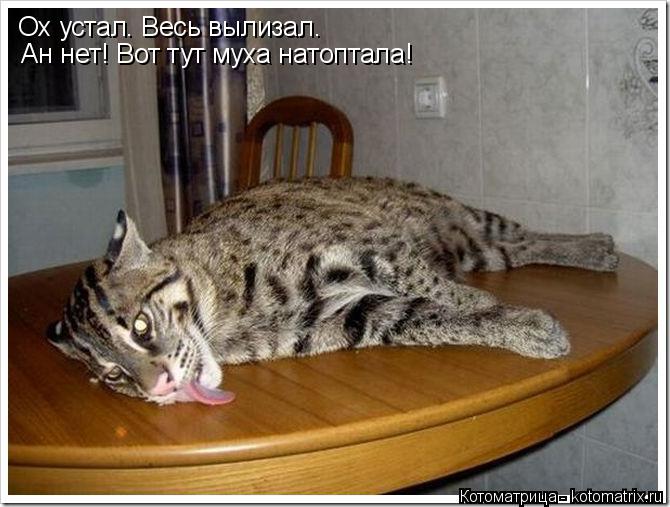 Ох устал. Весь вылизал. Ан нет! Вот тут муха натоптала!... Котоматрица: Ох устал. Весь вылизал. Ан нет! Вот тут муха натоптала!