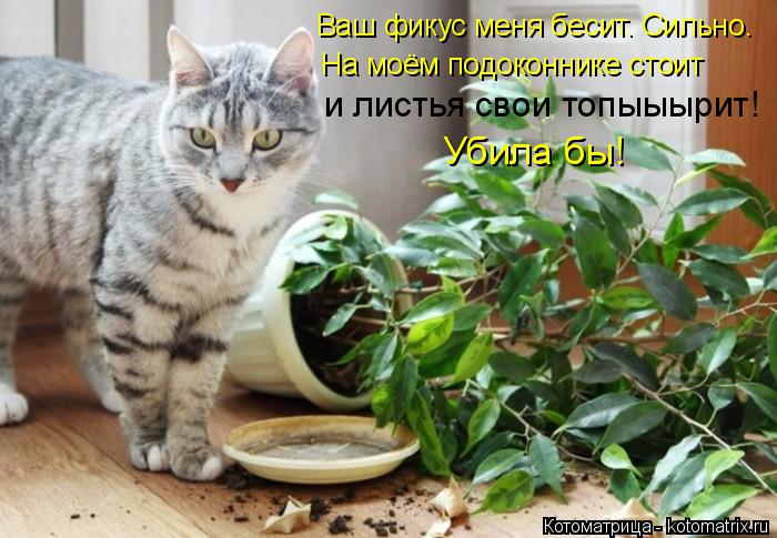 Ваш фикус меня бесит. Сильно. На моём подоконнике стоит и листья свои топыыырит! Убила бы!... Котоматрица: Ваш фикус меня бесит. Сильно. На моём подоконнике стоит и листья свои топыыырит! Убила бы!