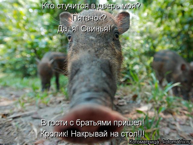 Котоматрица: Кто стучится в дверь моя? Пятачок? Да, я! Свинья! В гости с братьями пришел! Кролик! Накрывай на стол!!!