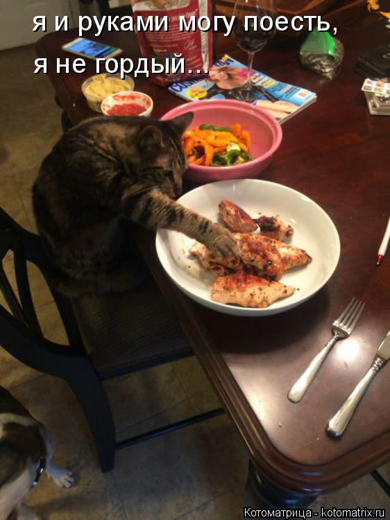 я и руками могу поесть, я не гордый...... Котоматрица: я и руками могу поесть, я не гордый...