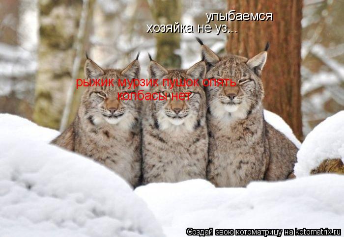 улыбаемся хозяйка не уз... рыжик мурзик пушок опять колбасы нет... Котоматрица: улыбаемся хозяйка не уз... рыжик мурзик пушок опять колбасы нет