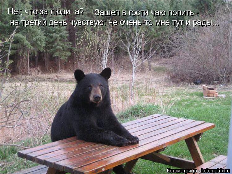 Нет, что за люди, а? Зашел в гости чаю попить - на третий день чувствую: не очень-то мне тут и рады.... Котоматрица: Нет, что за люди, а? Зашел в гости чаю попить - на третий день чувствую: не очень-то мне тут и рады...