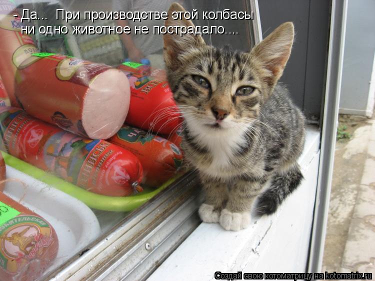 Котоматрица: - Да...  При производстве этой колбасы ни одно животное не пострадало....