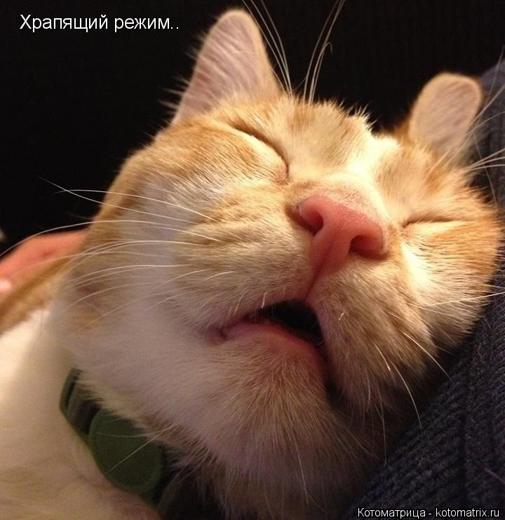 Котоматрица: Храпящий режим..