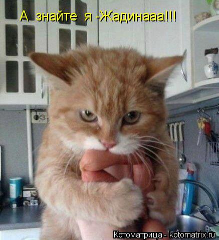 А знайте я -Жадинааа!!!... Котоматрица: А знайте я -Жадинааа!!!