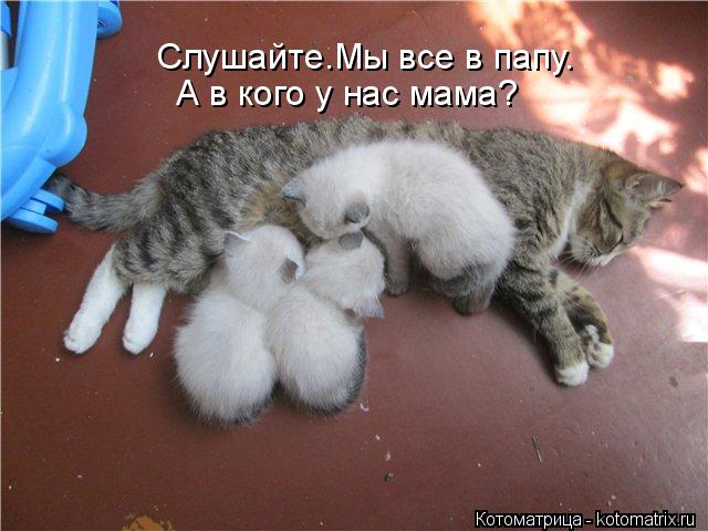 Слушайте.Мы все в папу. А в кого у нас мама?... Котоматрица: Слушайте.Мы все в папу. А в кого у нас мама?