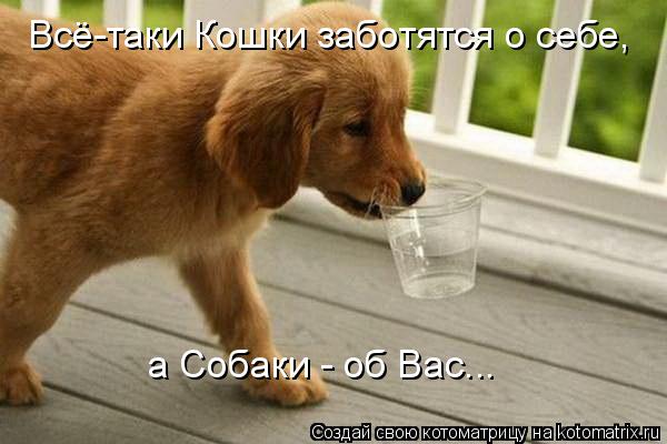 Всё-таки Кошки заботятся о себе, а Собаки - об Вас...... Котоматрица: Всё-таки Кошки заботятся о себе, а Собаки - об Вас...
