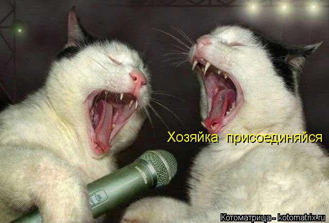 Хозяйка присоединяйся... Котоматрица: Хозяйка присоединяйся