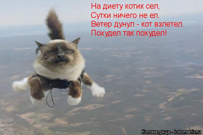 На диету котик сел, Сутки ничего не ел. Ветер дунул - кот взлетел. Похудел так похудел!... Котоматрица: На диету котик сел, Сутки ничего не ел. Ветер дунул - кот взлетел. Похудел так похудел!