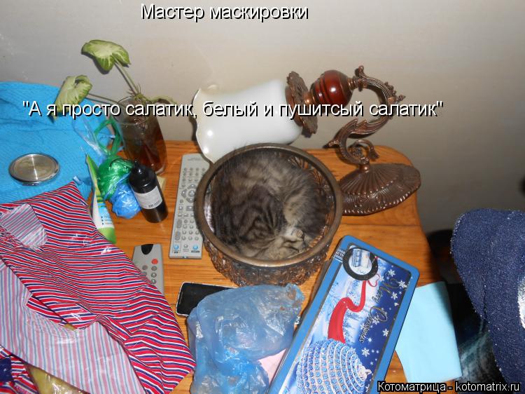 Мастер маскировки "А я просто салатик, белый и пушитсый салатик"... Котоматрица: Мастер маскировки "А я просто салатик, белый и пушитсый салатик"