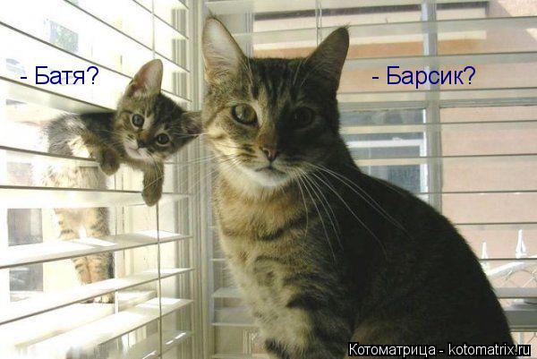 - Барсик? - Батя?... Котоматрица: - Барсик? - Батя?