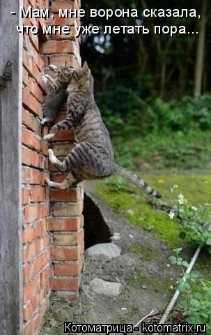 - Мам, мне ворона сказала, что мне уже летать пора...... Котоматрица: - Мам, мне ворона сказала, что мне уже летать пора...