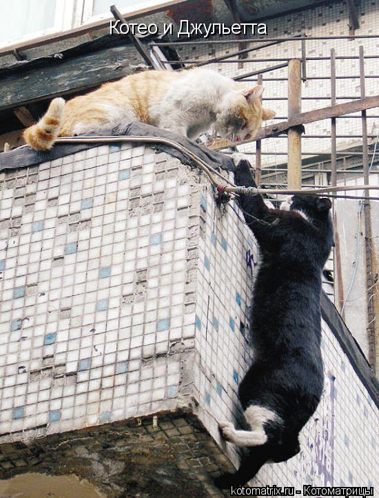 Котео и Джульетта... Котоматрица: Котео и Джульетта