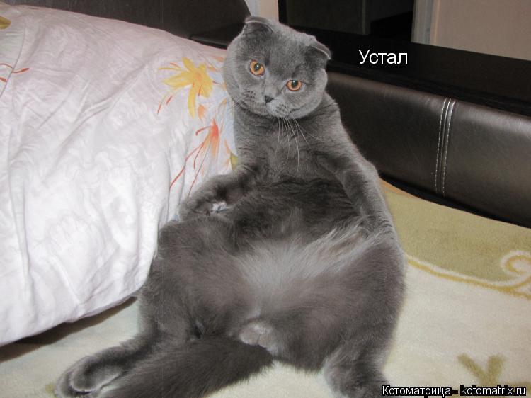 Устал... Котоматрица: Устал