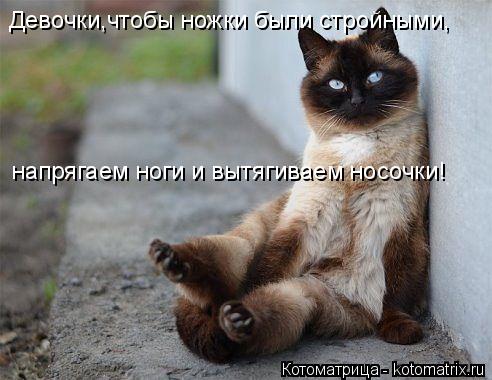 Девочки,чтобы ножки были стройными, напрягаем ноги и вытягиваем носочки!... Котоматрица: Девочки,чтобы ножки были стройными, напрягаем ноги и вытягиваем носочки!