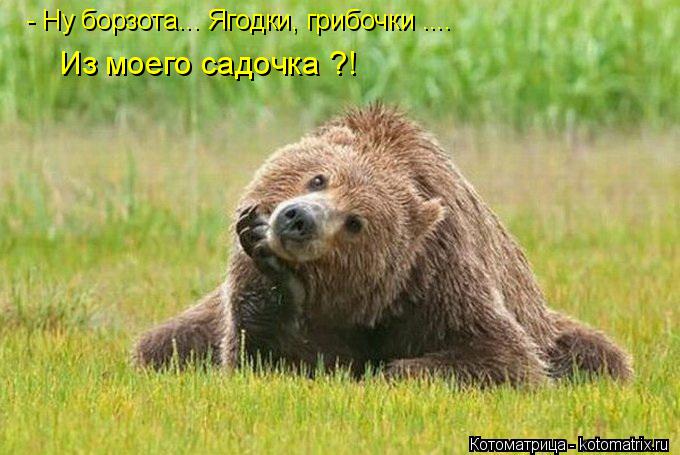 - Ну борзота... Ягодки, грибочки .... Из моего садочка ?!... Котоматрица: - Ну борзота... Ягодки, грибочки .... Из моего садочка ?!