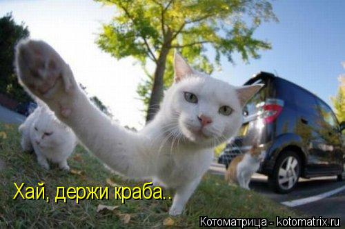 Хай, держи краба..... Котоматрица: Хай, держи краба..