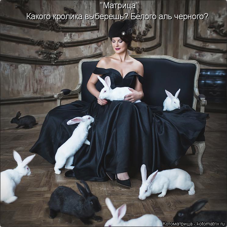 ''Матрица'' Какого кролика выберешь? Белого аль черного?... Котоматрица: ''Матрица'' Какого кролика выберешь? Белого аль черного?