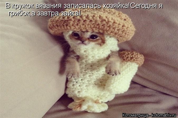 В кружок вязания записалась хозяйка!Сегодня я грибок,а завтра зайка!... Котоматрица: В кружок вязания записалась хозяйка!Сегодня я грибок,а завтра зайка!