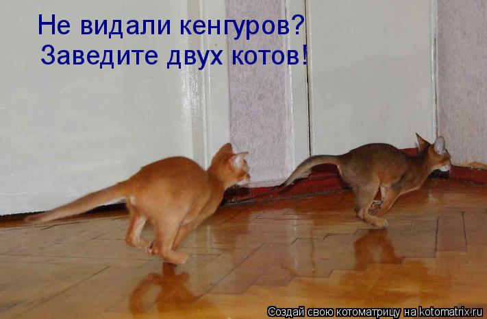 Не видали кенгуров? Заведите двух котов!... Котоматрица: Не видали кенгуров? Заведите двух котов!