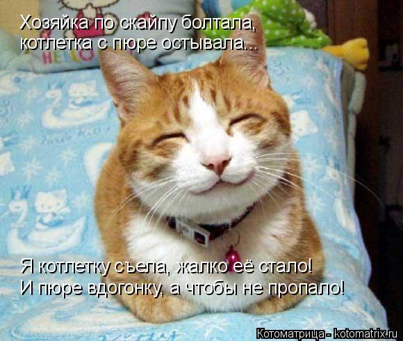 Хозяйка по скайпу болтала, котлетка с пюре остывала... Я котлетку съела, жалко её стало! И пюре вдого... Котоматрица: Хозяйка по скайпу болтала, котлетка с пюре остывала... Я котлетку съела, жалко её стало! И пюре вдогонку, а чтобы не пропало!