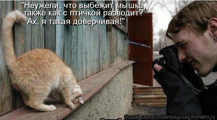 "Неужели, что выбежит мышка, также как с птичкой разводит? Ах, я такая доверчивая!"... Котоматрица: "Неужели, что выбежит мышка, также как с птичкой разводит? Ах, я такая доверчивая!"
