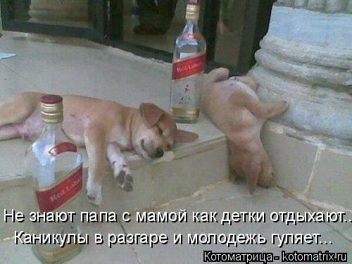 Каникулы в разгаре и молодежь гуляет... Не знают папа с мамой как детки отдыхают....... Котоматрица: Каникулы в разгаре и молодежь гуляет... Не знают папа с мамой как детки отдыхают....