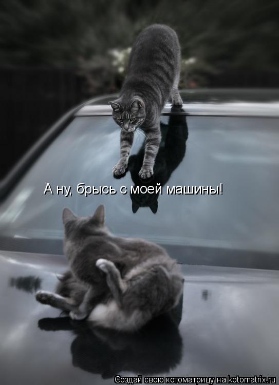 А ну, брысь с моей машины!... Котоматрица: А ну, брысь с моей машины!