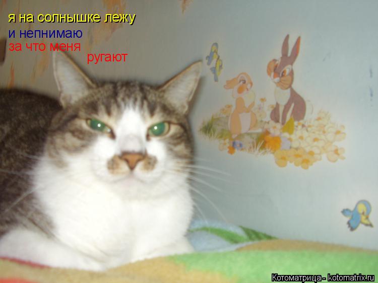 я на солнышке лежу и непнимаю за что меня ругают... Котоматрица: я на солнышке лежу и непнимаю за что меня ругают