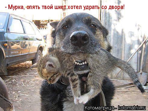 - Мурка, опять твой шкет хотел удрать со двора!... Котоматрица: - Мурка, опять твой шкет хотел удрать со двора!