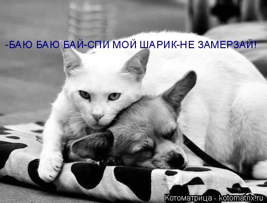 -БАЮ БАЮ БАЙ-СПИ МОЙ ШАРИК-НЕ ЗАМЕРЗАЙ!... Котоматрица: -БАЮ БАЮ БАЙ-СПИ МОЙ ШАРИК-НЕ ЗАМЕРЗАЙ!