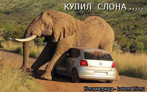 КУПИЛ СЛОНА ........ Котоматрица: КУПИЛ СЛОНА .....