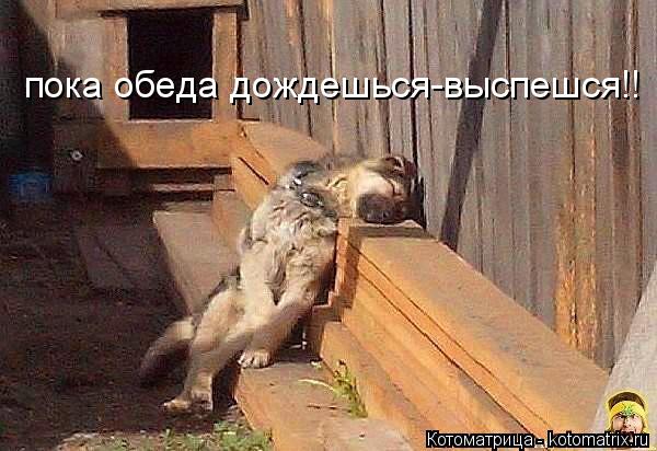 пока обеда дождешься-выспешся!!... Котоматрица: пока обеда дождешься-выспешся!!