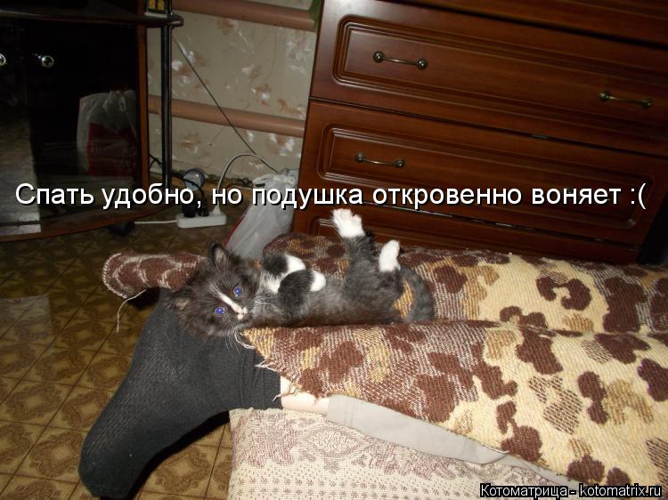 Спать удобно, но подушка откровенно воняет :(... Котоматрица: Спать удобно, но подушка откровенно воняет :(