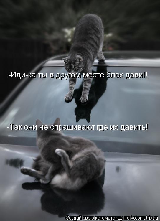 -Иди-ка ты в другом месте блох дави!! -Так они не спрашивают,где их давить!... Котоматрица: -Иди-ка ты в другом месте блох дави!! -Так они не спрашивают,где их давить!