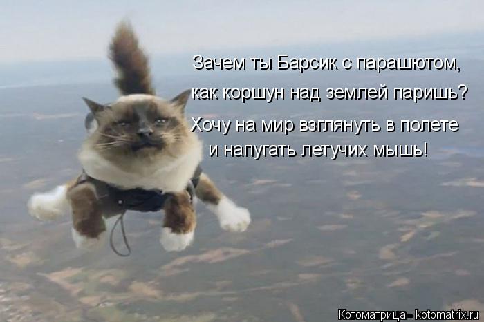 Зачем ты Барсик с парашютом, как коршун над землей паришь? и напугать летучих мышь! Хочу на мир взгля... Котоматрица: Зачем ты Барсик с парашютом, как коршун над землей паришь? и напугать летучих мышь! Хочу на мир взглянуть в полете