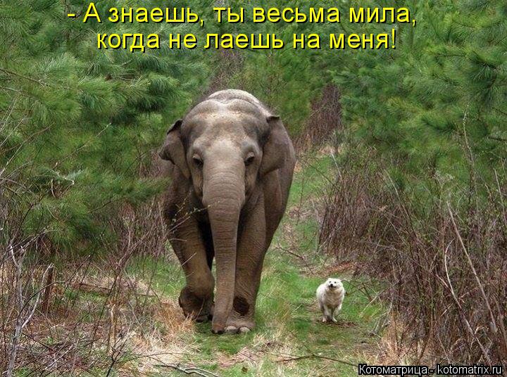- А знаешь, ты весьма мила, когда не лаешь на меня!... Котоматрица: - А знаешь, ты весьма мила, когда не лаешь на меня!