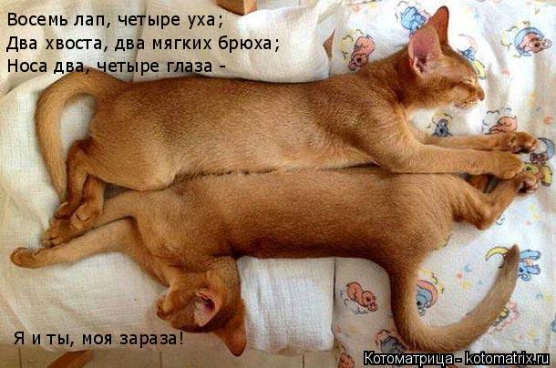 Восемь лап, четыре уха; Два хвоста, два мягких брюха; Носа два, четыре глаза - Я и ты, моя зараза!... Котоматрица: Восемь лап, четыре уха; Два хвоста, два мягких брюха; Носа два, четыре глаза - Я и ты, моя зараза!