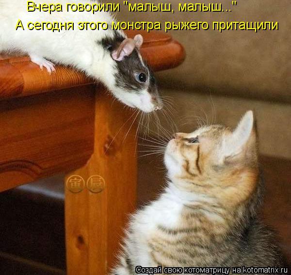 Вчера говорили "малыш, малыш..." А сегодня этого монстра рыжего притащили... Котоматрица: Вчера говорили "малыш, малыш..." А сегодня этого монстра рыжего притащили