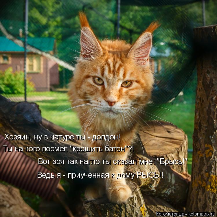 Хозяин, ну в натуре ты - долдон! Ты на кого посмел "крошить батон"?! Вот зря так нагло ты сказал мне:... Котоматрица: Хозяин, ну в натуре ты - долдон! Ты на кого посмел "крошить батон"?! Вот зря так нагло ты сказал мне: "Брысь!" Ведь я - приученная к дому РЫСЬ!!