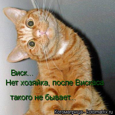Виск... Нет хозяйка, после Вискаса такого не бывает...... Котоматрица: Виск... Нет хозяйка, после Вискаса такого не бывает...