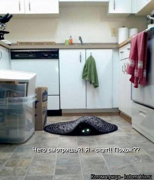 Чего смотришь?! Я - скат!! Похож??... Котоматрица: Чего смотришь?! Я - скат!! Похож??
