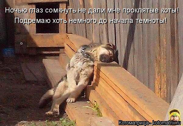 Ночью глаз сомкнуть не дали мне проклятые коты! Подремаю хоть немного до начала темноты!... Котоматрица: Ночью глаз сомкнуть не дали мне проклятые коты! Подремаю хоть немного до начала темноты!