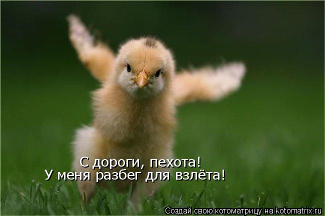 С дороги, пехота! У меня разбег для взлёта!... Котоматрица: С дороги, пехота! У меня разбег для взлёта!