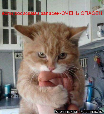 если сосисками запасен-ОЧЕНЬ ОПАСЕН... Котоматрица: если сосисками запасен-ОЧЕНЬ ОПАСЕН